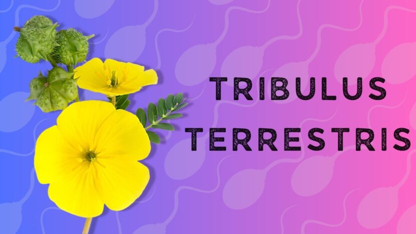 Tribulus Terrestris